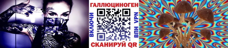 KRAKEN   Могоча  Галлюциногенные грибы Psilocybe 